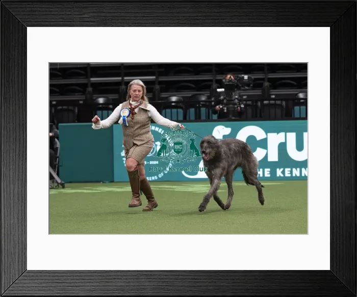 Framed Print : D-C-D-0-1-9-0 Crufts 2024 NEC Birmingham Day 1