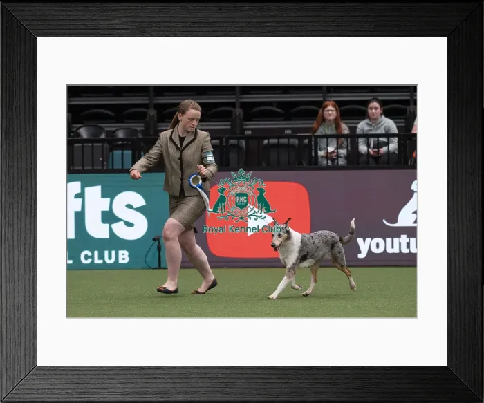 Framed Print : D-C-D-0-1-9-0 Crufts 2024 NEC Birmingham Day 1 Framed Print : D-C-D-0-1-9-0 Crufts 2024 NEC Birmingham Day 1