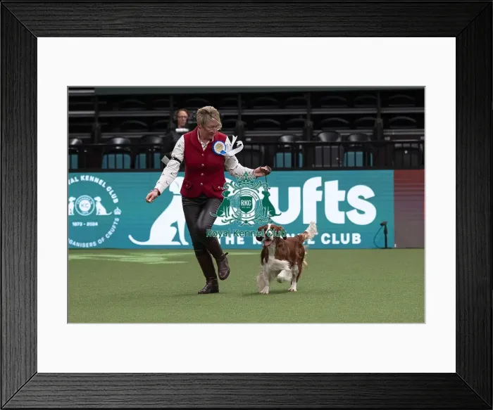 Framed Print : D-C-D-0-1-9-0 Crufts 2024 NEC Birmingham Day 1 Framed Print : D-C-D-0-1-9-0 Crufts 2024 NEC Birmingham Day 1