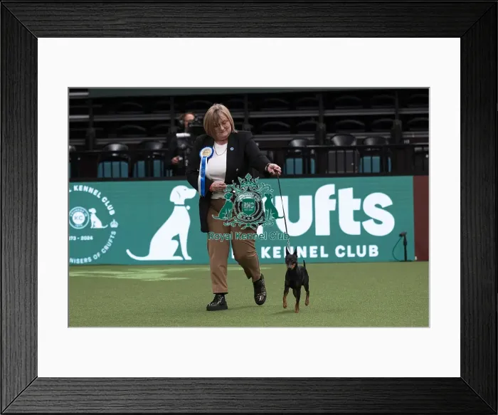 Framed Print : D-C-D-0-1-9-0 Crufts 2024 NEC Birmingham Day 1 Framed Print : D-C-D-0-1-9-0 Crufts 2024 NEC Birmingham Day 1