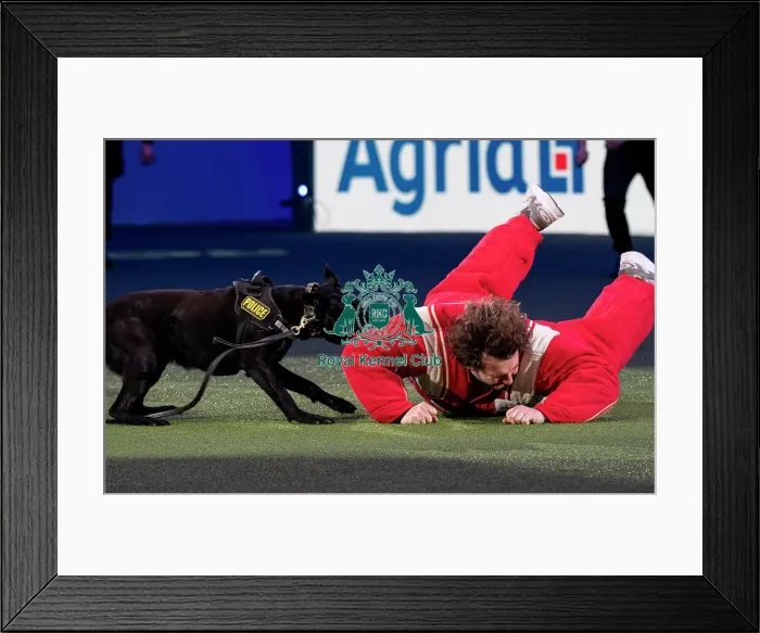 Framed Print : D-C-D-0-1-9-0 Crufts 2024 NEC Birmingham Day 1 Framed Print : D-C-D-0-1-9-0 Crufts 2024 NEC Birmingham Day 1