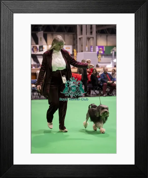 Framed Print : D-C-D-0-1-9-0 Crufts 2024 NEC Birmingham Day 1 Framed Print : D-C-D-0-1-9-0 Crufts 2024 NEC Birmingham Day 1