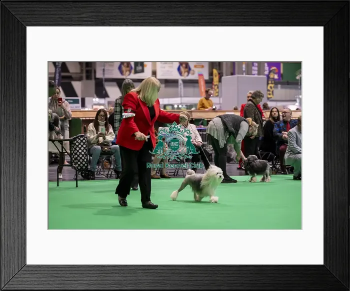 Framed Print : D-C-D-0-1-9-0 Crufts 2024 NEC Birmingham Day 1 Framed Print : D-C-D-0-1-9-0 Crufts 2024 NEC Birmingham Day 1