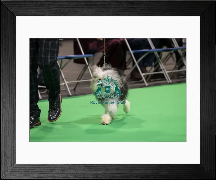 Framed Print : D-C-D-0-1-9-0 Crufts 2024 NEC Birmingham Day 1