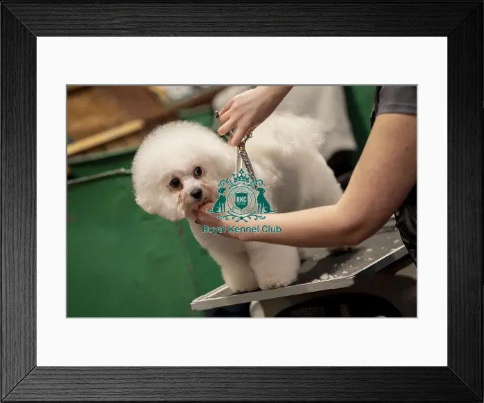 Framed Print : D-C-D-0-1-9-0 Crufts 2024 NEC Birmingham Day 1 Framed Print : D-C-D-0-1-9-0 Crufts 2024 NEC Birmingham Day 1