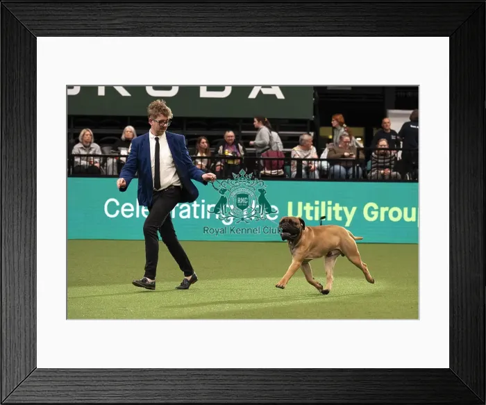 Framed Print : D-C-D-0-1-9-0 Crufts 2024 NEC Birmingham Day 1 Framed Print : D-C-D-0-1-9-0 Crufts 2024 NEC Birmingham Day 1