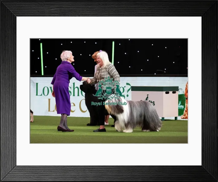 Framed Print : D-C-D-0-1-9-0 Crufts 2024 NEC Birmingham Day 1 Framed Print : D-C-D-0-1-9-0 Crufts 2024 NEC Birmingham Day 1