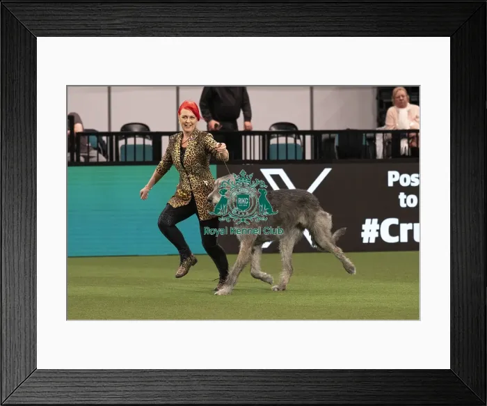 Framed Print : D-C-D-0-1-9-0 Crufts 2024 NEC Birmingham Day 1 Framed Print : D-C-D-0-1-9-0 Crufts 2024 NEC Birmingham Day 1