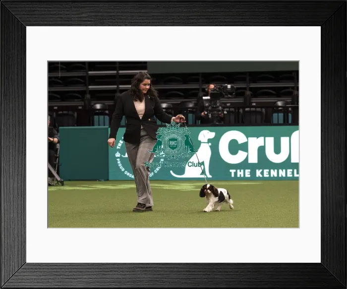 Framed Print : D-C-D-0-1-9-0 Crufts 2024 NEC Birmingham Day 1 Framed Print : D-C-D-0-1-9-0 Crufts 2024 NEC Birmingham Day 1