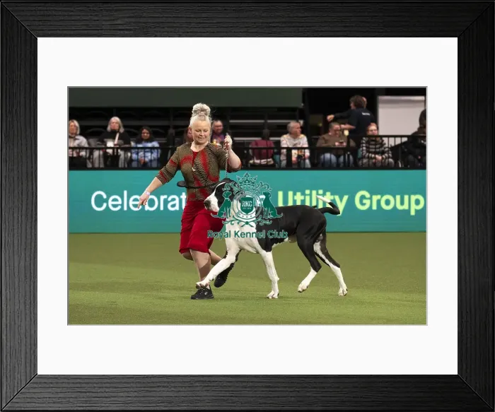 Framed Print : D-C-D-0-1-9-0 Crufts 2024 NEC Birmingham Day 1 Framed Print : D-C-D-0-1-9-0 Crufts 2024 NEC Birmingham Day 1