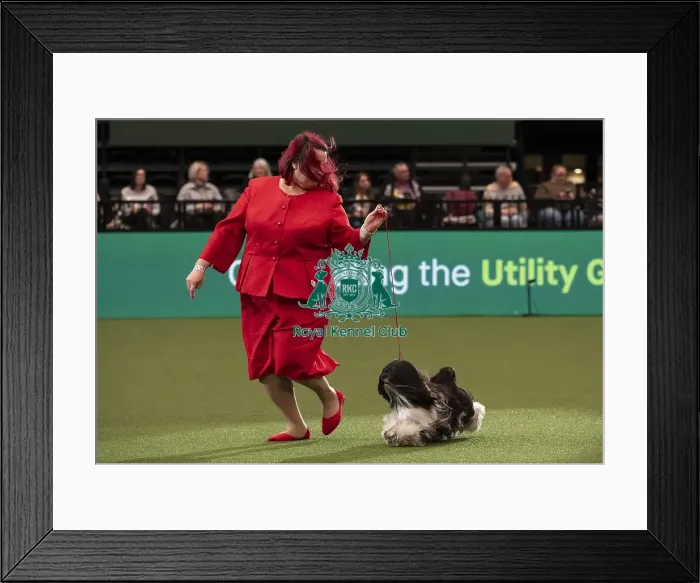 Framed Print : D-C-D-0-1-9-0 Crufts 2024 NEC Birmingham Day 1