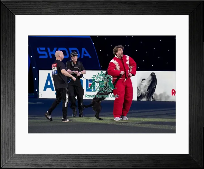 Framed Print : D-C-D-0-1-9-0 Crufts 2024 NEC Birmingham Day 1 Framed Print : D-C-D-0-1-9-0 Crufts 2024 NEC Birmingham Day 1