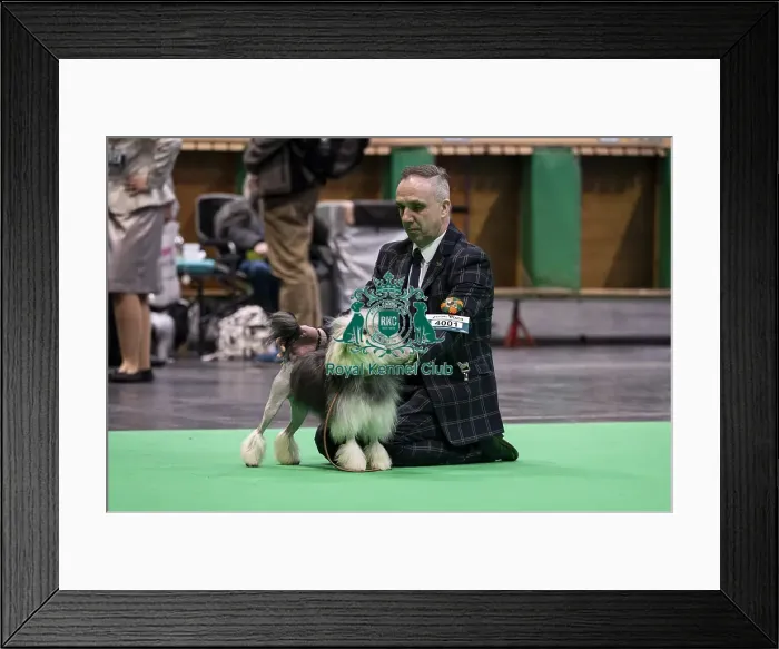 Framed Print : D-C-D-0-1-9-0 Crufts 2024 NEC Birmingham Day 1 Framed Print : D-C-D-0-1-9-0 Crufts 2024 NEC Birmingham Day 1