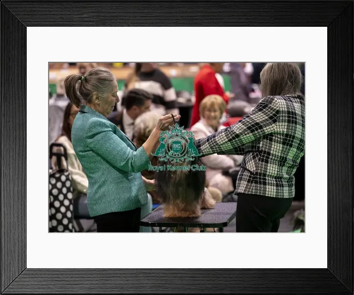 Framed Print : D-C-D-0-1-9-0 Crufts 2024 NEC Birmingham Day 1 Framed Print : D-C-D-0-1-9-0 Crufts 2024 NEC Birmingham Day 1