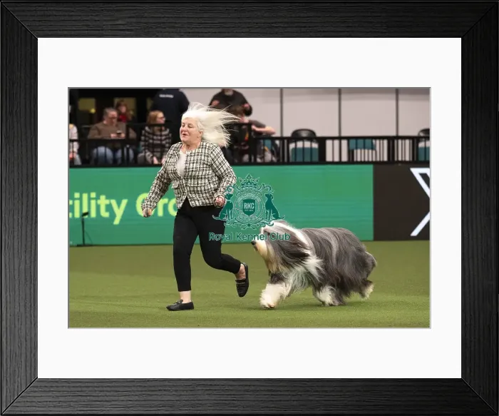 Framed Print : D-C-D-0-1-9-0 Crufts 2024 NEC Birmingham Day 1