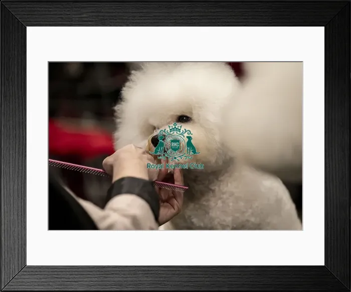 Framed Print : D-C-D-0-1-9-0 Crufts 2024 NEC Birmingham Day 1