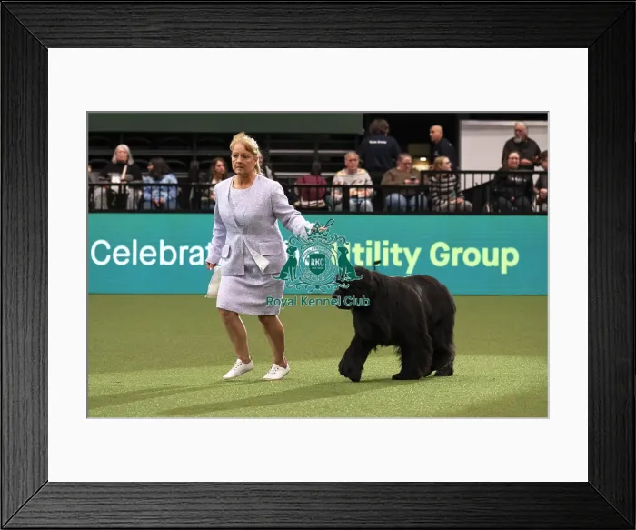 Framed Print : D-C-D-0-1-9-0 Crufts 2024 NEC Birmingham Day 1