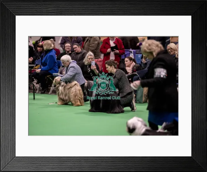 Framed Print : D-C-D-0-1-9-0 Crufts 2024 NEC Birmingham Day 1 Framed Print : D-C-D-0-1-9-0 Crufts 2024 NEC Birmingham Day 1