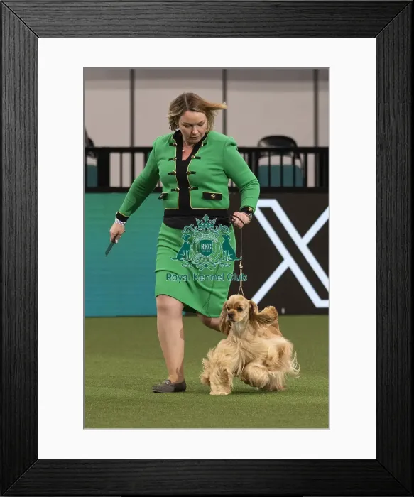 Framed Print : D-C-D-0-1-9-0 Crufts 2024 NEC Birmingham Day 1