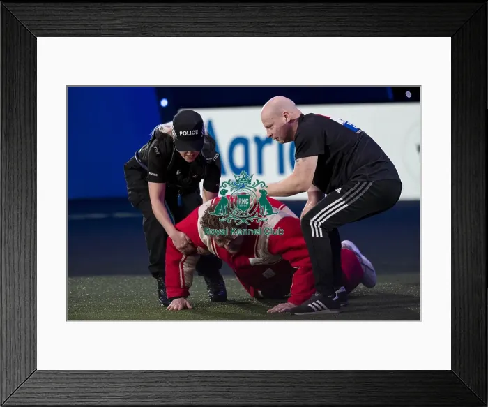 Framed Print : D-C-D-0-1-9-0 Crufts 2024 NEC Birmingham Day 1 Framed Print : D-C-D-0-1-9-0 Crufts 2024 NEC Birmingham Day 1
