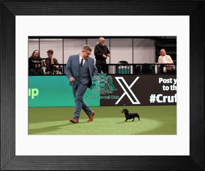 Framed Print : D-C-D-0-1-9-0 Crufts 2024 NEC Birmingham Day 1