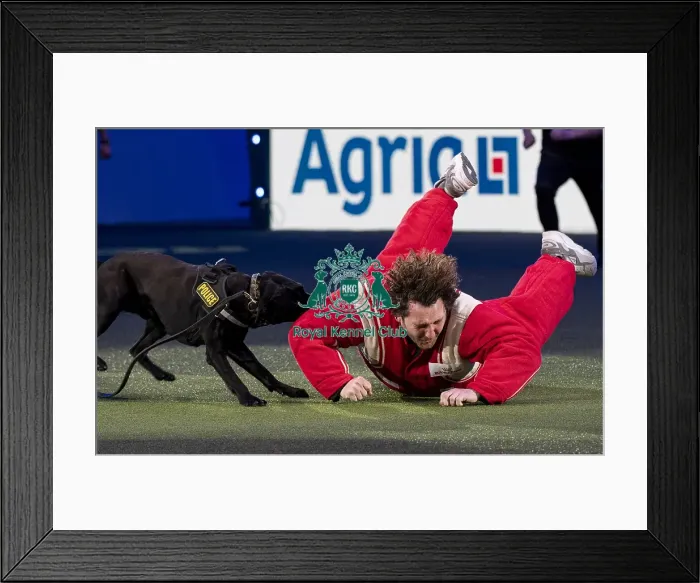 Framed Print : D-C-D-0-1-9-0 Crufts 2024 NEC Birmingham Day 1 Framed Print : D-C-D-0-1-9-0 Crufts 2024 NEC Birmingham Day 1