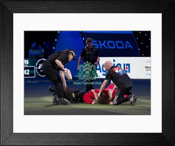 Framed Print : D-C-D-0-1-9-0 Crufts 2024 NEC Birmingham Day 1 Framed Print : D-C-D-0-1-9-0 Crufts 2024 NEC Birmingham Day 1