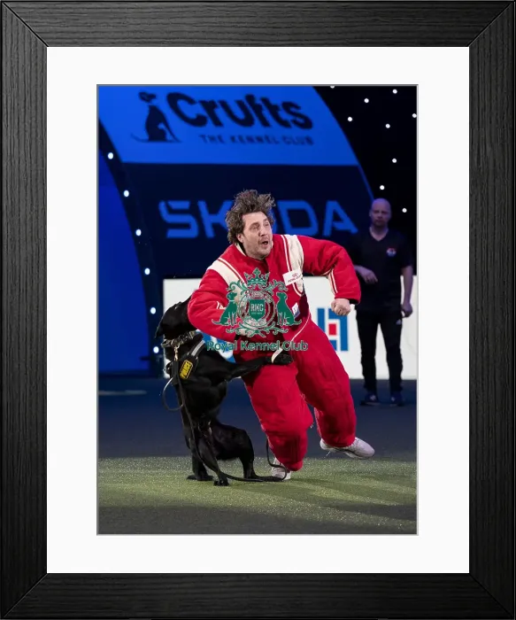 Framed Print : D-C-D-0-1-9-0 Crufts 2024 NEC Birmingham Day 1 Framed Print : D-C-D-0-1-9-0 Crufts 2024 NEC Birmingham Day 1