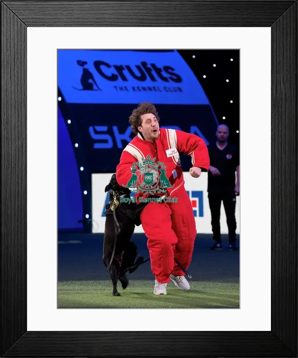 Framed Print : D-C-D-0-1-9-0 Crufts 2024 NEC Birmingham Day 1 Framed Print : D-C-D-0-1-9-0 Crufts 2024 NEC Birmingham Day 1