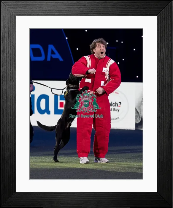 Framed Print : D-C-D-0-1-9-0 Crufts 2024 NEC Birmingham Day 1 Framed Print : D-C-D-0-1-9-0 Crufts 2024 NEC Birmingham Day 1