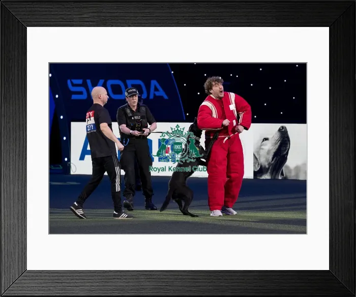 Framed Print : D-C-D-0-1-9-0 Crufts 2024 NEC Birmingham Day 1 Framed Print : D-C-D-0-1-9-0 Crufts 2024 NEC Birmingham Day 1