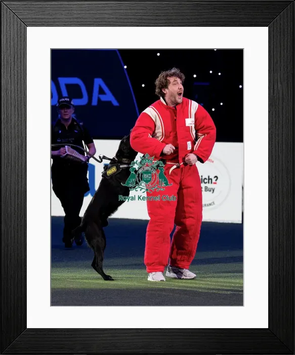 Framed Print : D-C-D-0-1-9-0 Crufts 2024 NEC Birmingham Day 1 Framed Print : D-C-D-0-1-9-0 Crufts 2024 NEC Birmingham Day 1