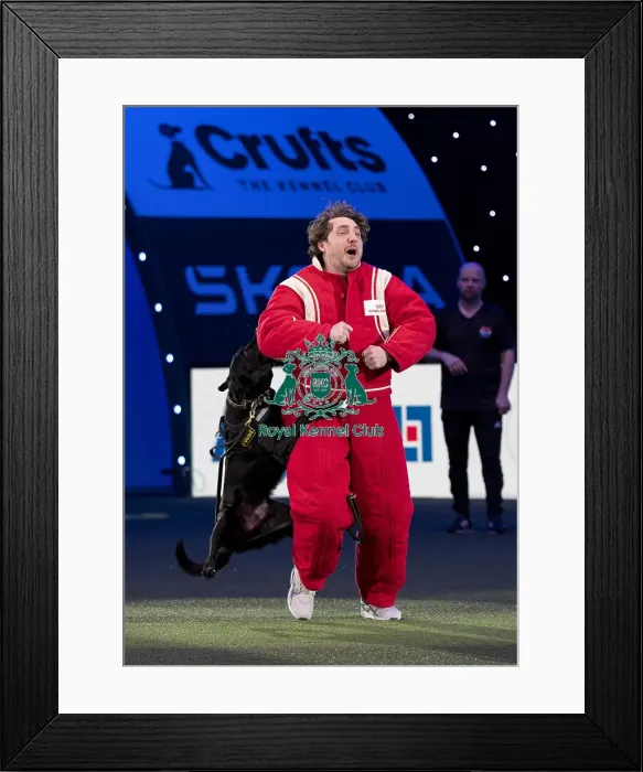 Framed Print : D-C-D-0-1-9-0 Crufts 2024 NEC Birmingham Day 1 Framed Print : D-C-D-0-1-9-0 Crufts 2024 NEC Birmingham Day 1
