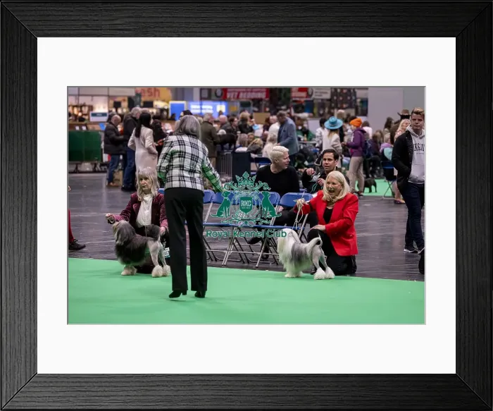 Framed Print : D-C-D-0-1-9-0 Crufts 2024 NEC Birmingham Day 1 Framed Print : D-C-D-0-1-9-0 Crufts 2024 NEC Birmingham Day 1