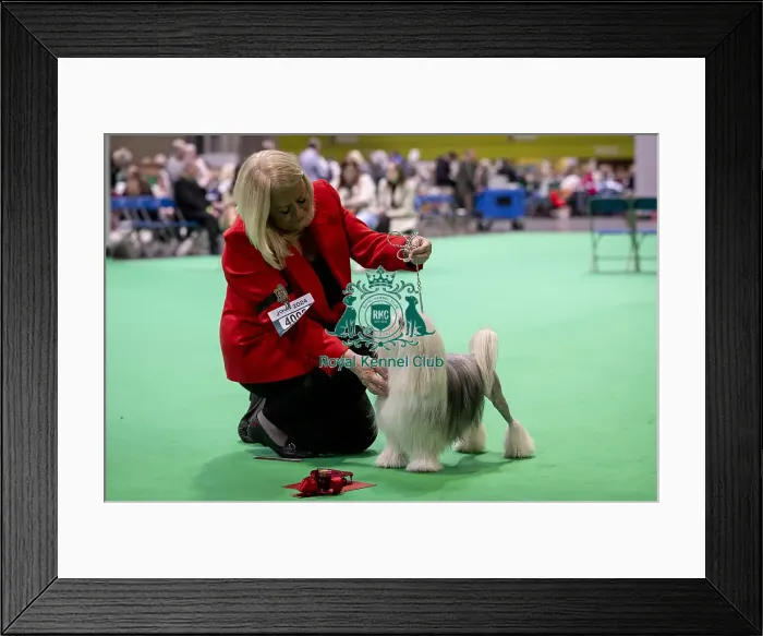 Framed Print : D-C-D-0-1-9-0 Crufts 2024 NEC Birmingham Day 1 Framed Print : D-C-D-0-1-9-0 Crufts 2024 NEC Birmingham Day 1
