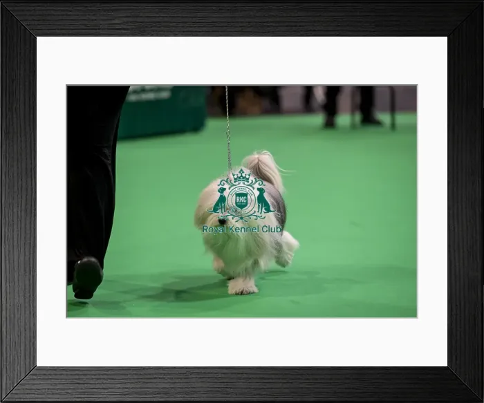 Framed Print : D-C-D-0-1-9-0 Crufts 2024 NEC Birmingham Day 1 Framed Print : D-C-D-0-1-9-0 Crufts 2024 NEC Birmingham Day 1