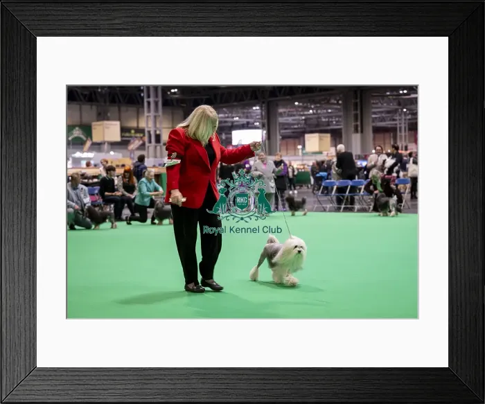 Framed Print : D-C-D-0-1-9-0 Crufts 2024 NEC Birmingham Day 1 Framed Print : D-C-D-0-1-9-0 Crufts 2024 NEC Birmingham Day 1