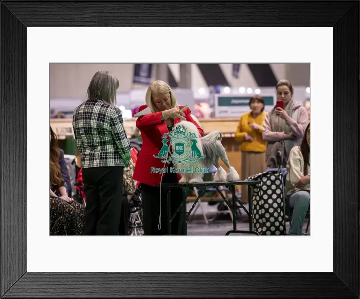 Framed Print : D-C-D-0-1-9-0 Crufts 2024 NEC Birmingham Day 1 Framed Print : D-C-D-0-1-9-0 Crufts 2024 NEC Birmingham Day 1