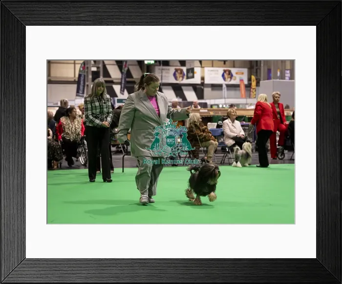 Framed Print : D-C-D-0-1-9-0 Crufts 2024 NEC Birmingham Day 1