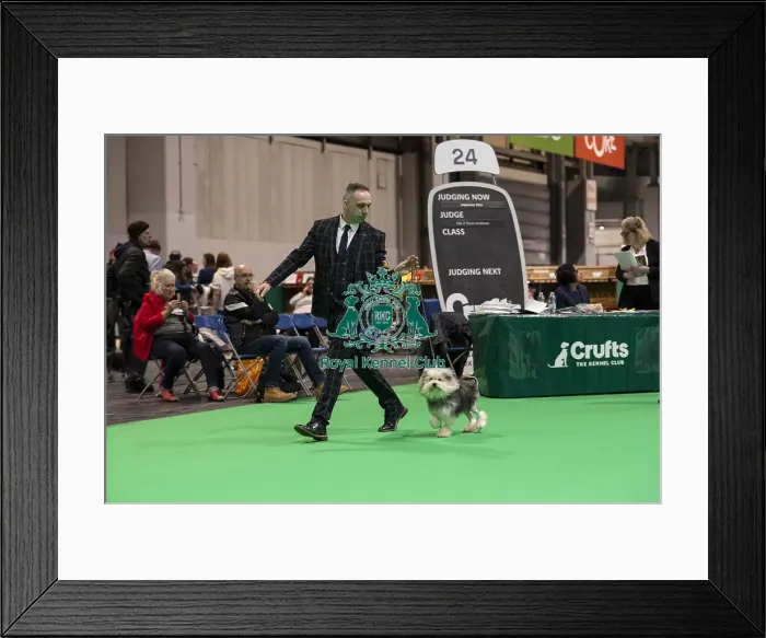 Framed Print : D-C-D-0-1-9-0 Crufts 2024 NEC Birmingham Day 1 Framed Print : D-C-D-0-1-9-0 Crufts 2024 NEC Birmingham Day 1