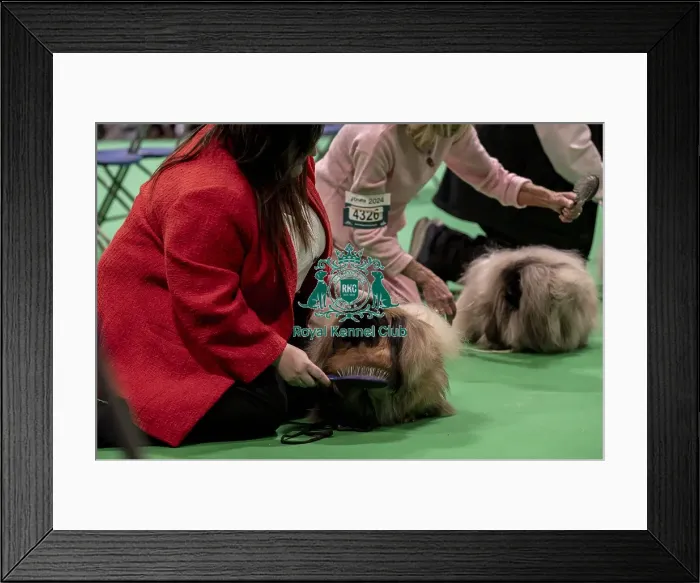 Framed Print : D-C-D-0-1-9-0 Crufts 2024 NEC Birmingham Day 1 Framed Print : D-C-D-0-1-9-0 Crufts 2024 NEC Birmingham Day 1