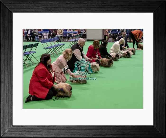 Framed Print : D-C-D-0-1-9-0 Crufts 2024 NEC Birmingham Day 1