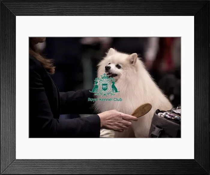 Framed Print : D-C-D-0-1-9-0 Crufts 2024 NEC Birmingham Utility Framed Print : D-C-D-0-1-9-0 Crufts 2024 NEC Birmingham Utility