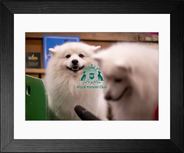 Framed Print : D-C-D-0-1-9-0 Crufts 2024 NEC Birmingham Utility Framed Print : D-C-D-0-1-9-0 Crufts 2024 NEC Birmingham Utility