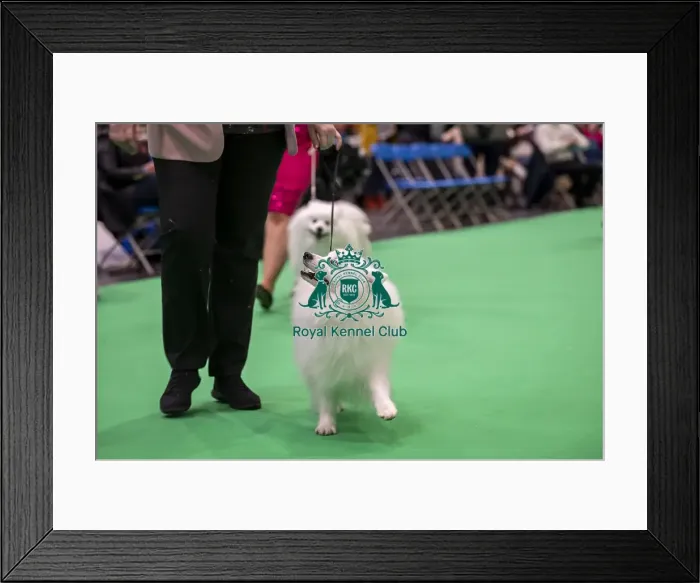 Framed Print : D-C-D-0-1-9-0 Crufts 2024 NEC Birmingham Utility Framed Print : D-C-D-0-1-9-0 Crufts 2024 NEC Birmingham Utility