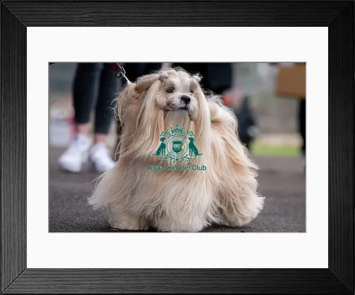 Framed Print : D-C-D-0-1-9-0 Crufts 2024 NEC Birmingham Day 1