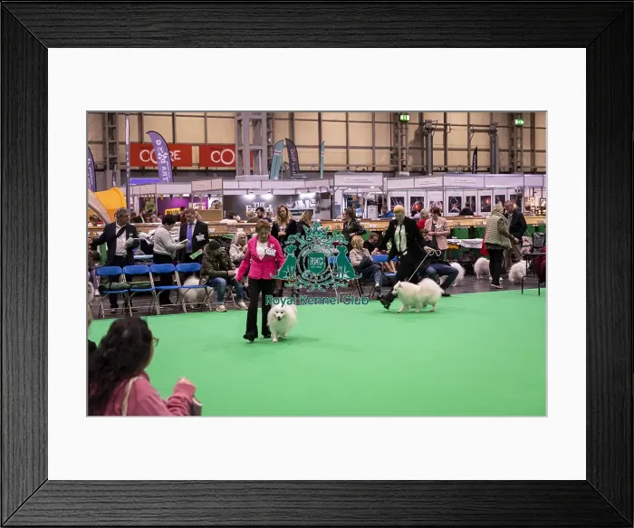 Framed Print : D-C-D-0-1-9-0 Crufts 2024 NEC Birmingham Utility Framed Print : D-C-D-0-1-9-0 Crufts 2024 NEC Birmingham Utility
