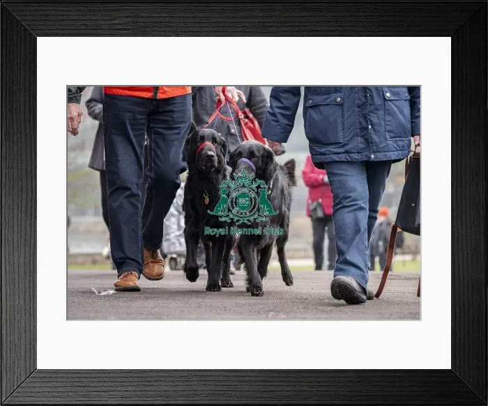 Framed Print : D-C-D-0-1-9-0 Crufts 2024 NEC Birmingham Day 1