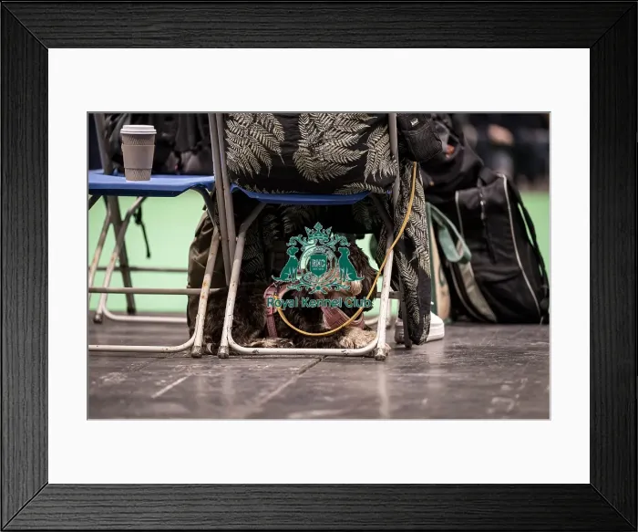 Framed Print : D-C-D-0-1-9-0 Crufts 2024 NEC Birmingham Day 1