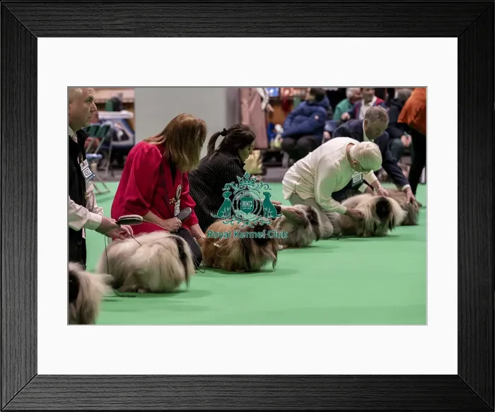 Framed Print : D-C-D-0-1-9-0 Crufts 2024 NEC Birmingham Day 1